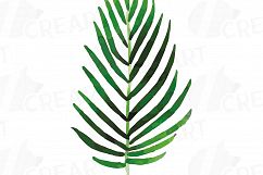 Tropical Paradise watercolor clip art pack, watercolor tropical leafs and flowers. Watercolor Toucan, PNG, jpg, svg, vector files included Product Image 4
