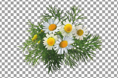 Watercolor Chamomile clip art pack, Chamomile flowers Product Image 9