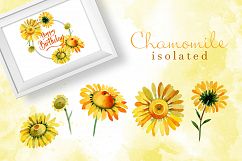 Wildflower yellow chamomile PNG watercolor set Product Image 4