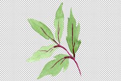 Tender pink peony PNG watercolor set Product Image 7