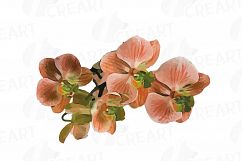 Colourful orchids watercolor clip art pack, leaves, flowers Product Image 15
