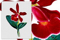 Florals - Vintage Cattleya Schilleriana Orchid Product Image 2