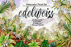 Watercolor Edelweis Product Image 2