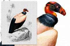 Birds - Vintage King Vulture Product Image 2