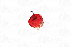 Watercolor Chinese Lantern clip art pack, Physalis alkekengi Product Image 5