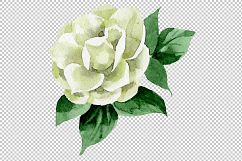White camellia wildflower PNG watercolor set Product Image 7