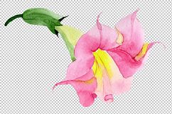Pink brugmansia PNG watercolor set Product Image 3