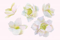 Floral Design Pack (watercolor &amp; pastel) Product Image 7
