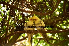 9 Beautiful Birds Product Image 8