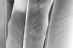 Colourful Birds Feathers Texture Images Bundle Product Image 2