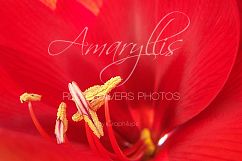 Amaryllis - the Red Flowers Photos Product Image 1