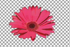 Watercolor Gerbera Daisy clip art pack, colorful gerbers Product Image 6