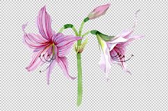 Purple amaryllis PNG watercolor flower set Product Image 2