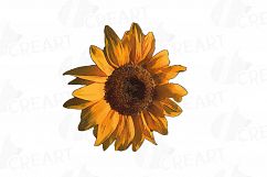 Sunflower watercolor clip art pack, watercolor sunflower design elements, floral PNG, jpg, svg, vector illustrator &amp; corel files included Product Image 3