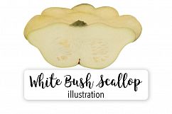 White Bush Scallop Pumpkin - Vintage Illustration Product Image 1