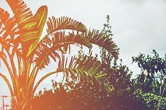 Tropics - 25 Tropical Gradients Product Image 5
