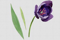 Black tulips PNG watercolor flower set Product Image 2