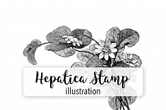 Hepatica Flowers- Vintage Florals Product Image 1