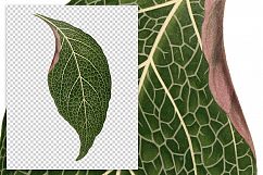 Leaves - Vintage Adelaster Albivenis Product Image 3