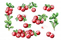 Cranberry. Watercolor collection Product Image 3