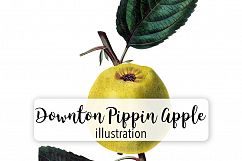 Fruit - Vintage Downton Pippin Apple Product Image 1