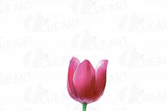 Tulip watercolor clip art pack, watercolor tulip design Product Image 18