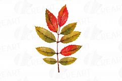 Autumn leafs watercolor clip art pack, watercolor fall frame Product Image 4