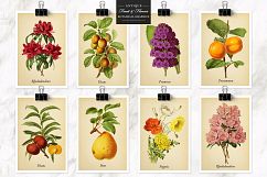 Antique Fruit &amp; Flowers Graphics Product Image 8