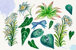 Watercolor Edelweis Product Image 4