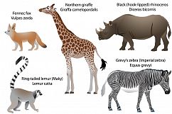 Animals of Africa: giraffe, rhino, zebra, lemur, fennec Product Image 1