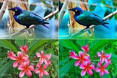 Tropical Lr Presets Product Image 8