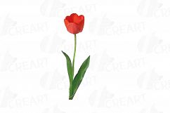 Tulip watercolor clip art pack, watercolor tulip design Product Image 15