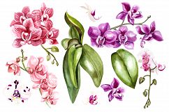 Hand Drawn Watercolor Orchids 2 Product Image 7