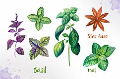 Watercolor Herbs Product Image 4