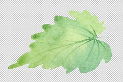 Begonia flower plant PNG watercolor set Product Image 9