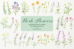 Watercolor herb flower clipart Product Image 3