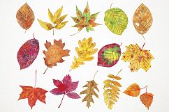 Watercolor Fall Leaves Clipart, Fall Leaves Clip Art Product Image 2