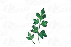 Herbs and Spices clip art pack, Watercolor herbs and spices chart, kitchen herbs, food print. PNG, jpg, svg, vector illustrator &amp;corel files Product Image 12