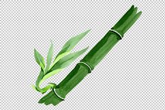 Bamboo tropic plant PNG watercolor set Product Image 4