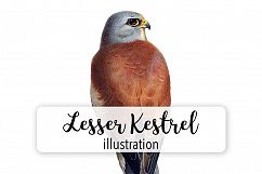Birds - Vintage Kestrel Product Image 1