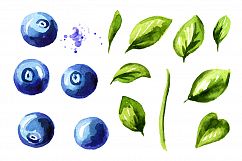 Blueberry. Watercolor collection Product Image 2