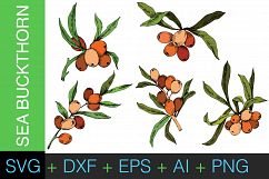 Sea Buckthorn or Seaberry SVG vector set Product Image 1
