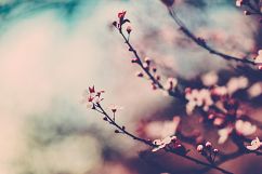 35 Flowering Spring Lightroom Presets Product Image 8