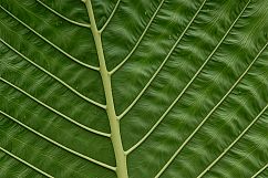 Leaf Patterns and Leaves Texture Backgrounds Bundle Product Image 3