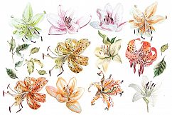 Hand Drawn Watercolor BUNDLE 5 Product Image 8