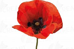 Watercolor Red Poppy flower and leaf clip art pack, Poppies clip art. PNG, jpg, svg, vector illustrator &amp; corel files included Product Image 6