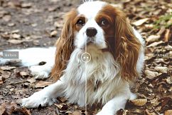 Pet Photoshop Actions Collection Product Image 3
