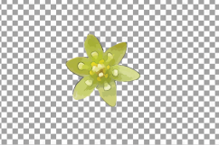 Watercolor Avocado clip art pack,avocado leaves and flowers Product Image 6