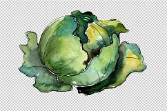 Green cabbage vegetables PNG watercolor set Product Image 2