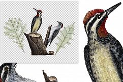 Birds - Vintage Woodpeckers Product Image 2